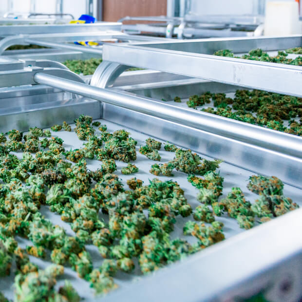 Zonas Francas ¿Nuevo Espacio para la Industria del Cannabis Medicinal?
