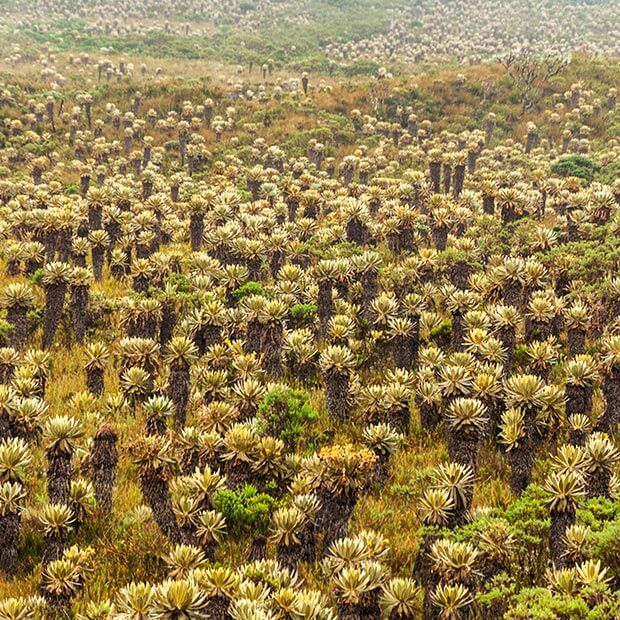 Law on the integral management of moorlands in Colombia was enacted