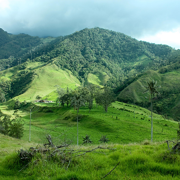 Colombia solicitó el ingreso al  Instituto Global de Crecimiento Verde