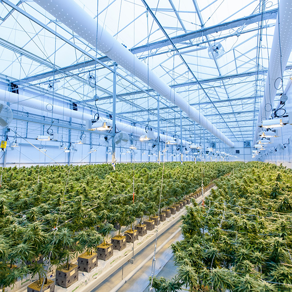 Exportación de la flor seca de cannabis 