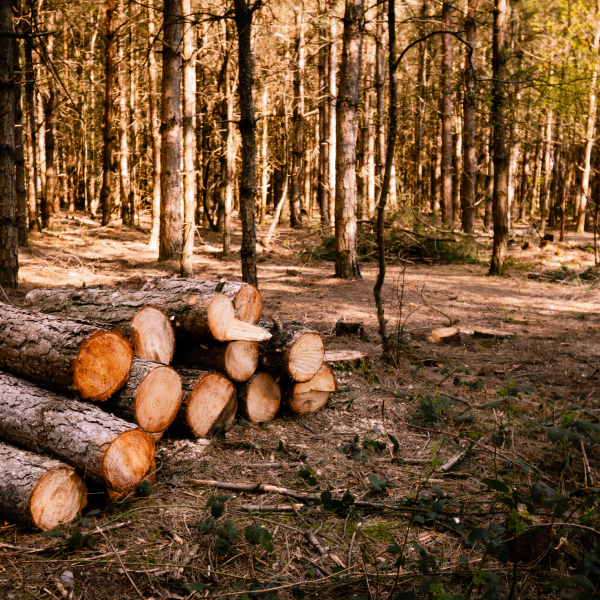 La UE aprueba la ley de deforestación evitada
