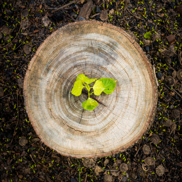 Anti-deforestation regulation in force