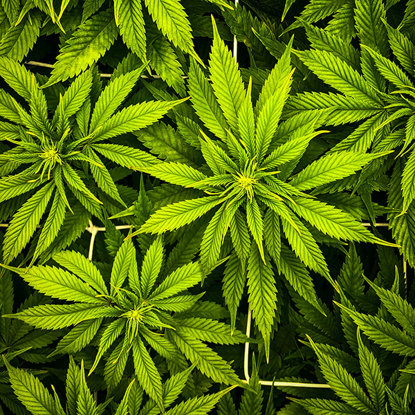 Minsalud, Minjusticia y Minagricultura expiden reglamentación para el uso industrial del cannabis y sus derivados