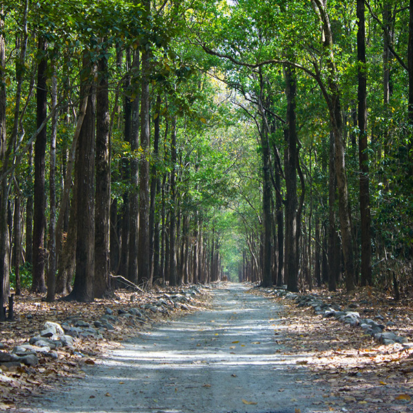 Nueva regulación sobre sustracción de áreas de las zonas de reserva forestal