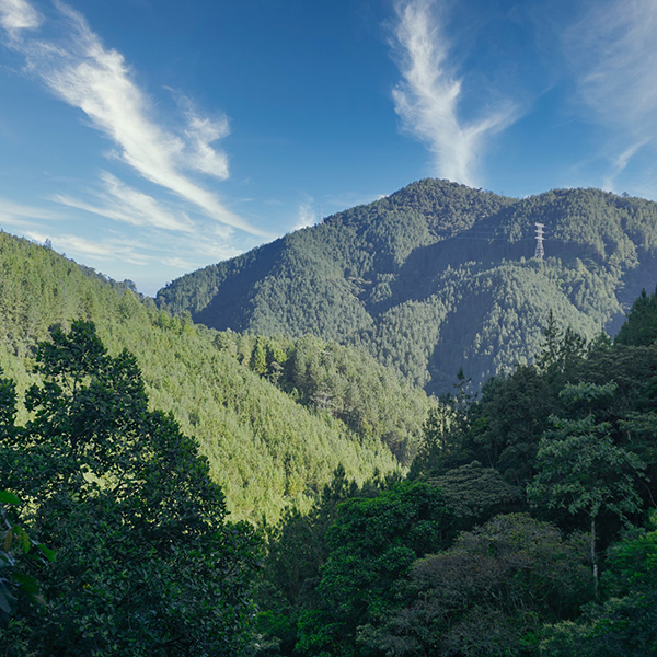 Colombia has issued COP $1.49 billion in green Public Debt Securities (TES).